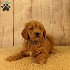 Bunny, Goldendoodle Puppy